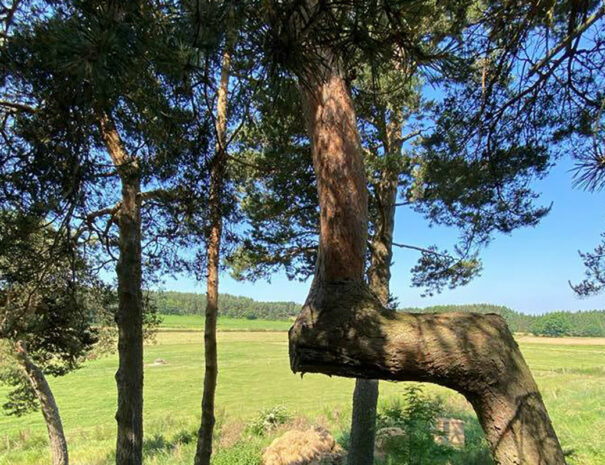 fermedevovady-hebergement-chrysalide-caroussel-9