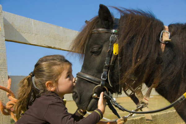 Bon Cadeau Equestre